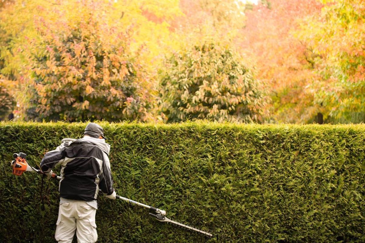 a gardener trims a hedge of thuja, evergreen plants. gardener services.