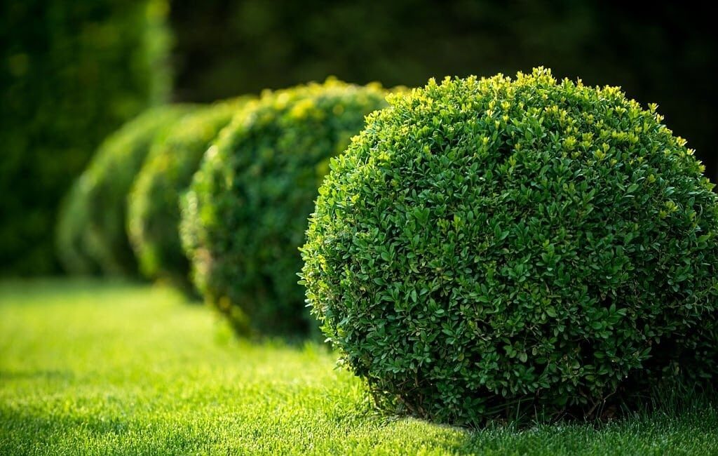 bushes and hedges