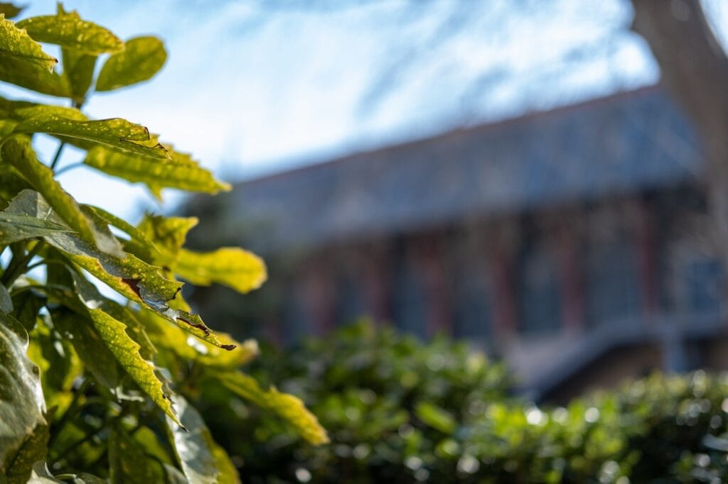 hedge in garden