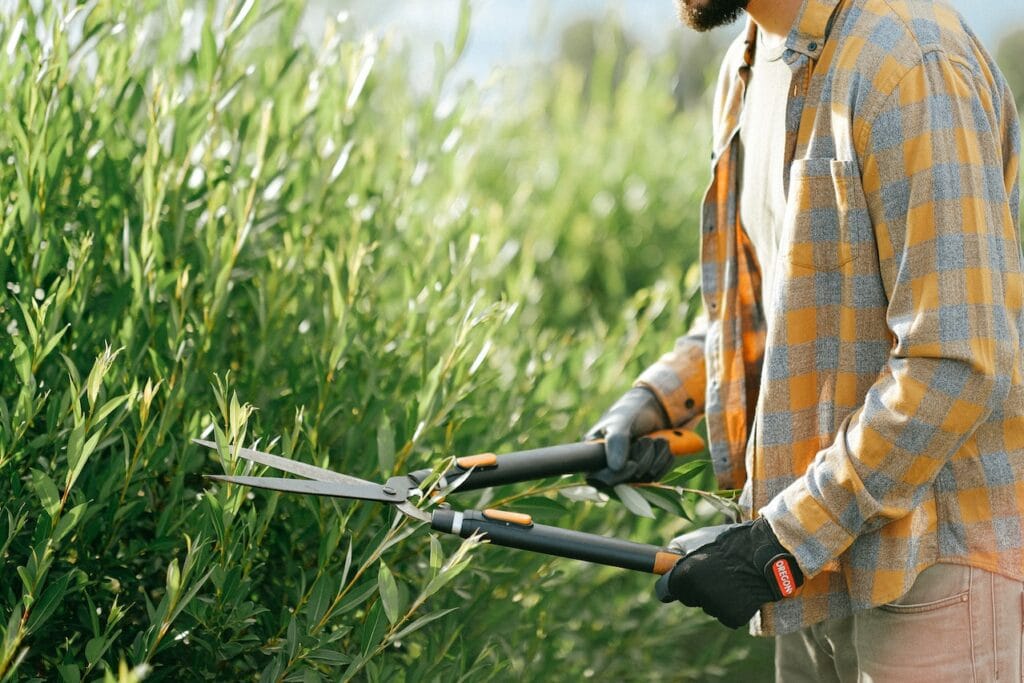 hedge trimming