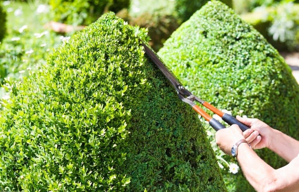 hedge trimming melbourne