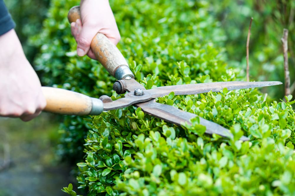 hedge trimming