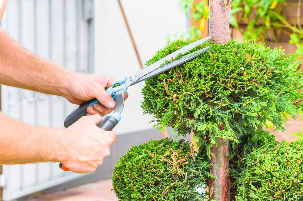 pruning hedges