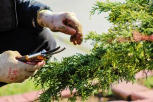 scissors for pruning