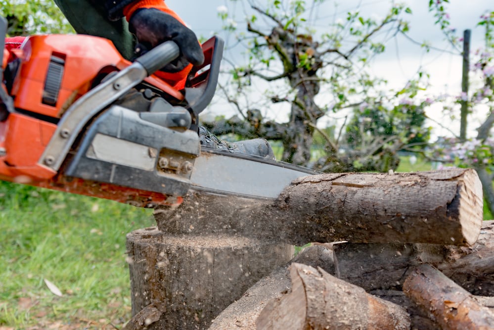 trim of tree