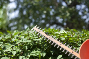 trimming the bushes