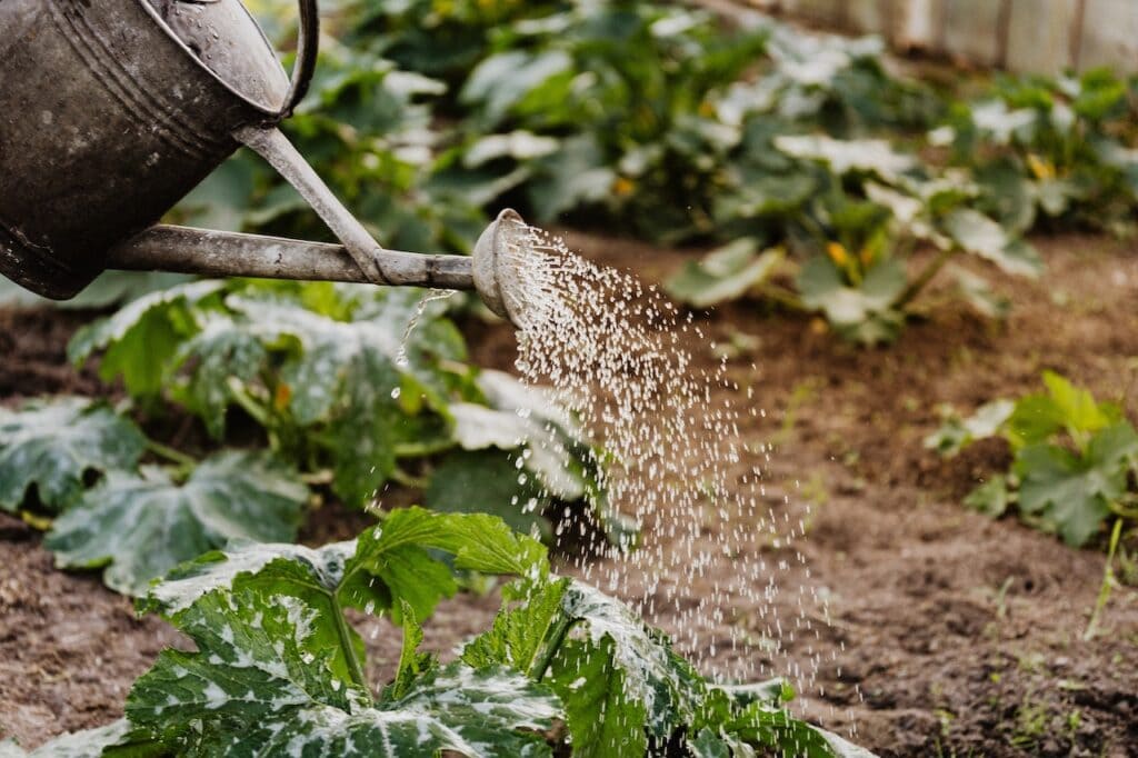 watering